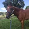 crazy_horsegirl